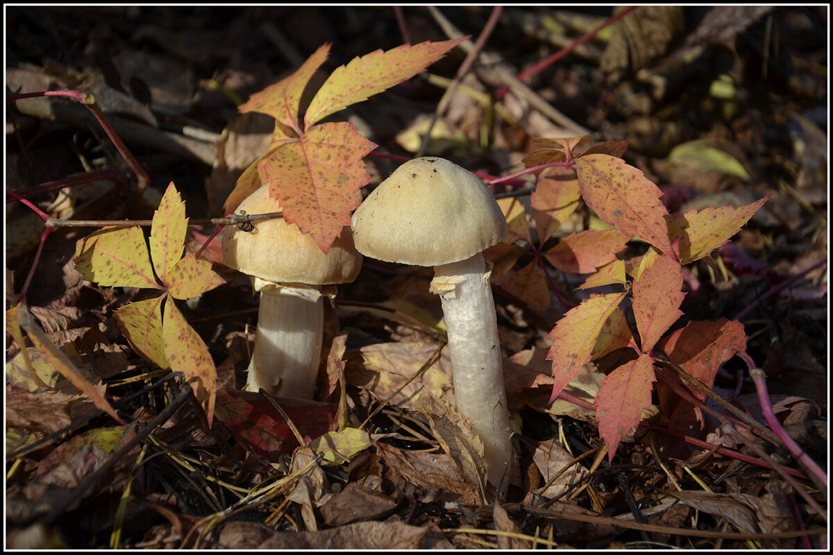 Шампиньон лесной - Aleksandr Gal Шампиньон лесной - Aleksandr Gal