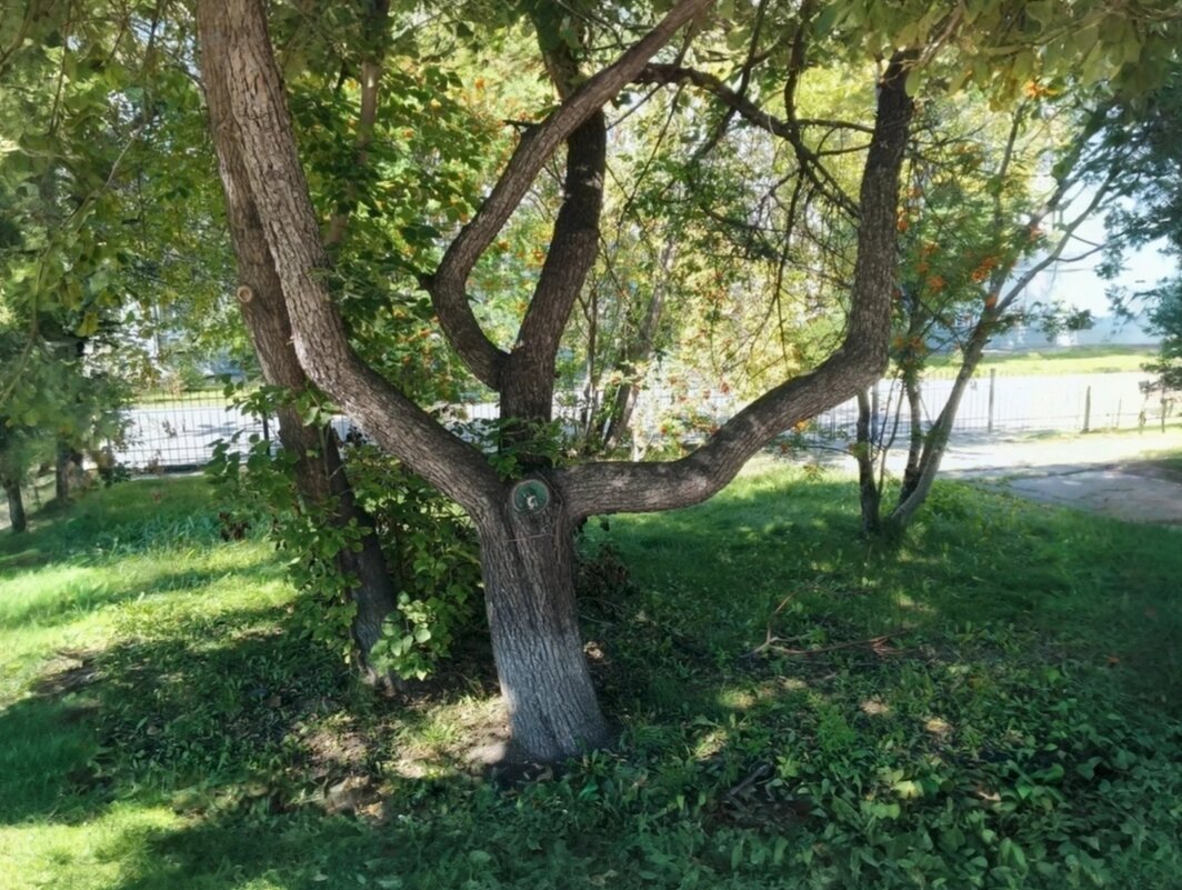 . - Редкий Гость