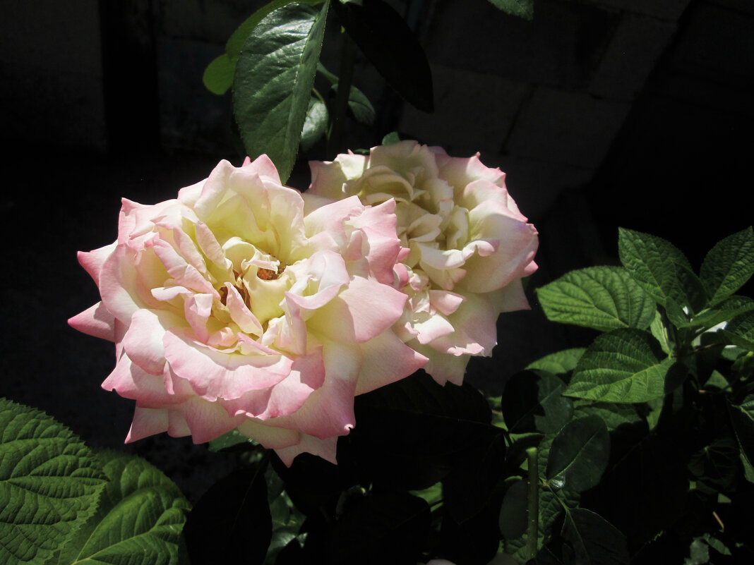 Глория  Дей - Валентин Семчишин