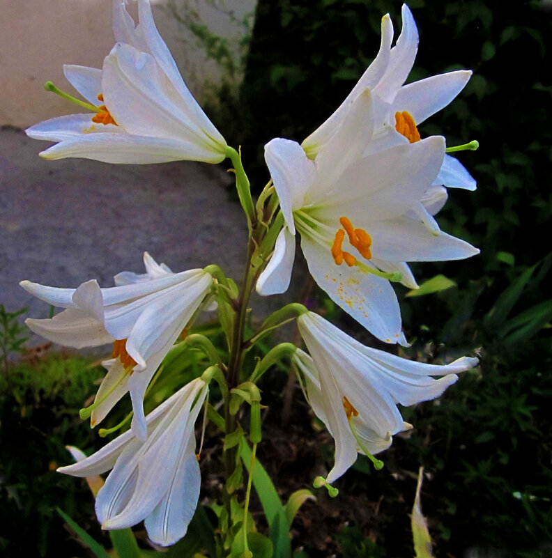 Белые  лилии  Кандидум - Валентин Семчишин