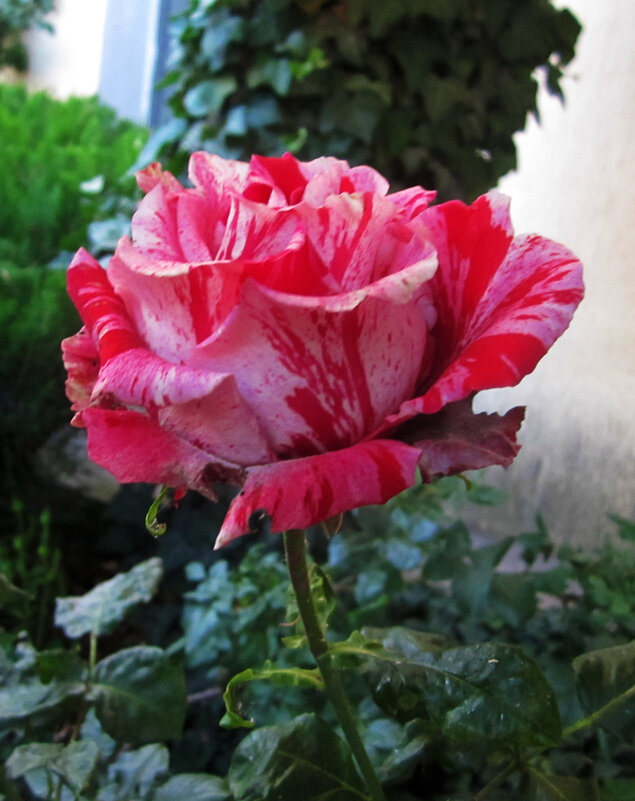 Роза Пинк интуишн - Валентин Семчишин