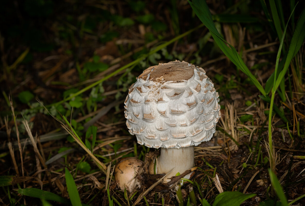 * - Nikolai 888 * - Nikolai 888