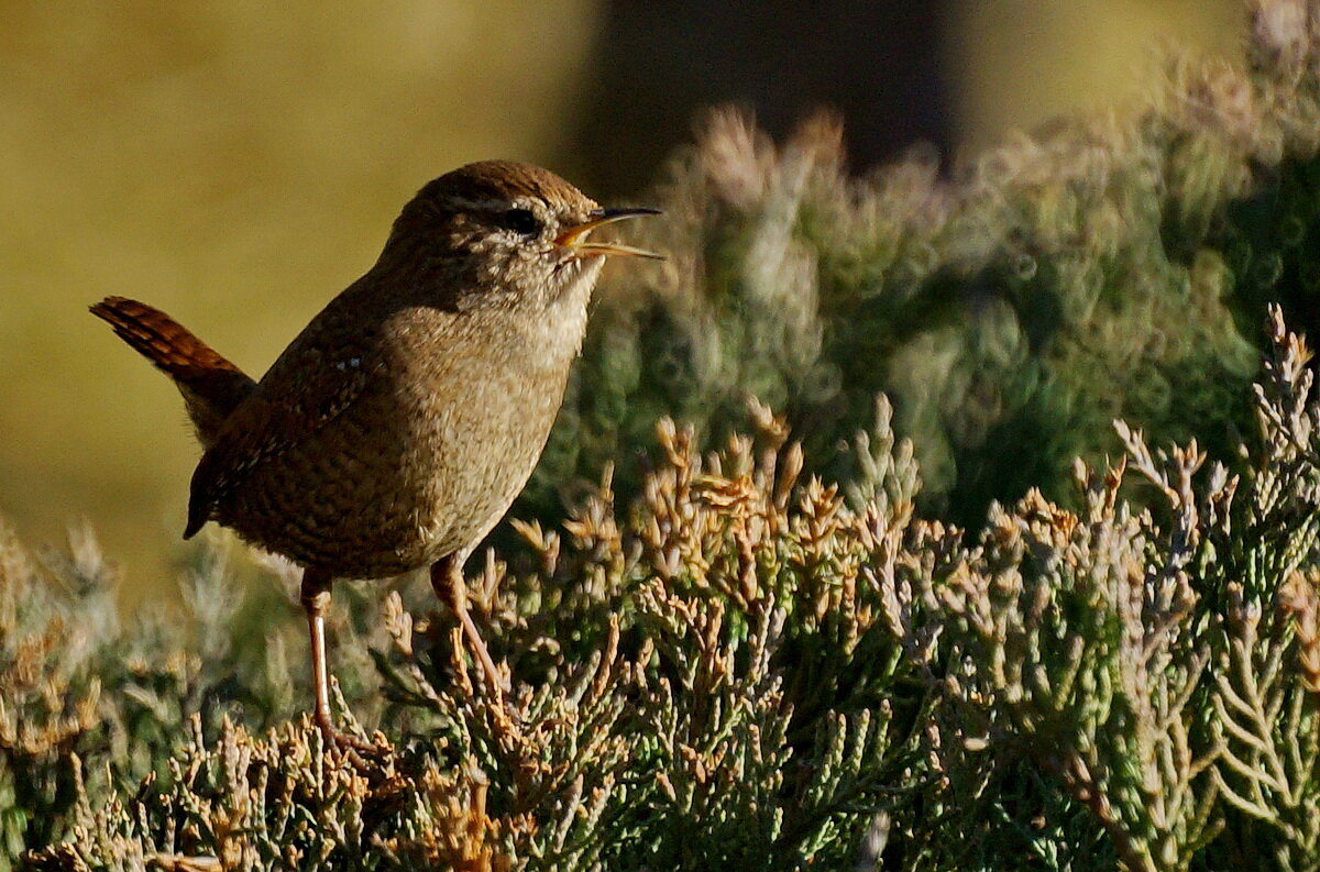 Крапивник... - Николай Саржанов Крапивник... - Николай Саржанов