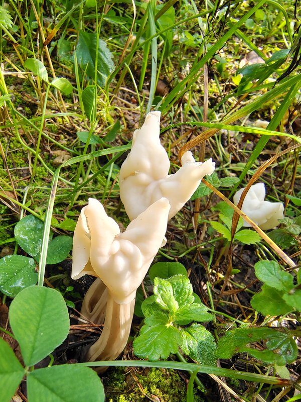 Лопастник курчавый - Ирина Жигунова