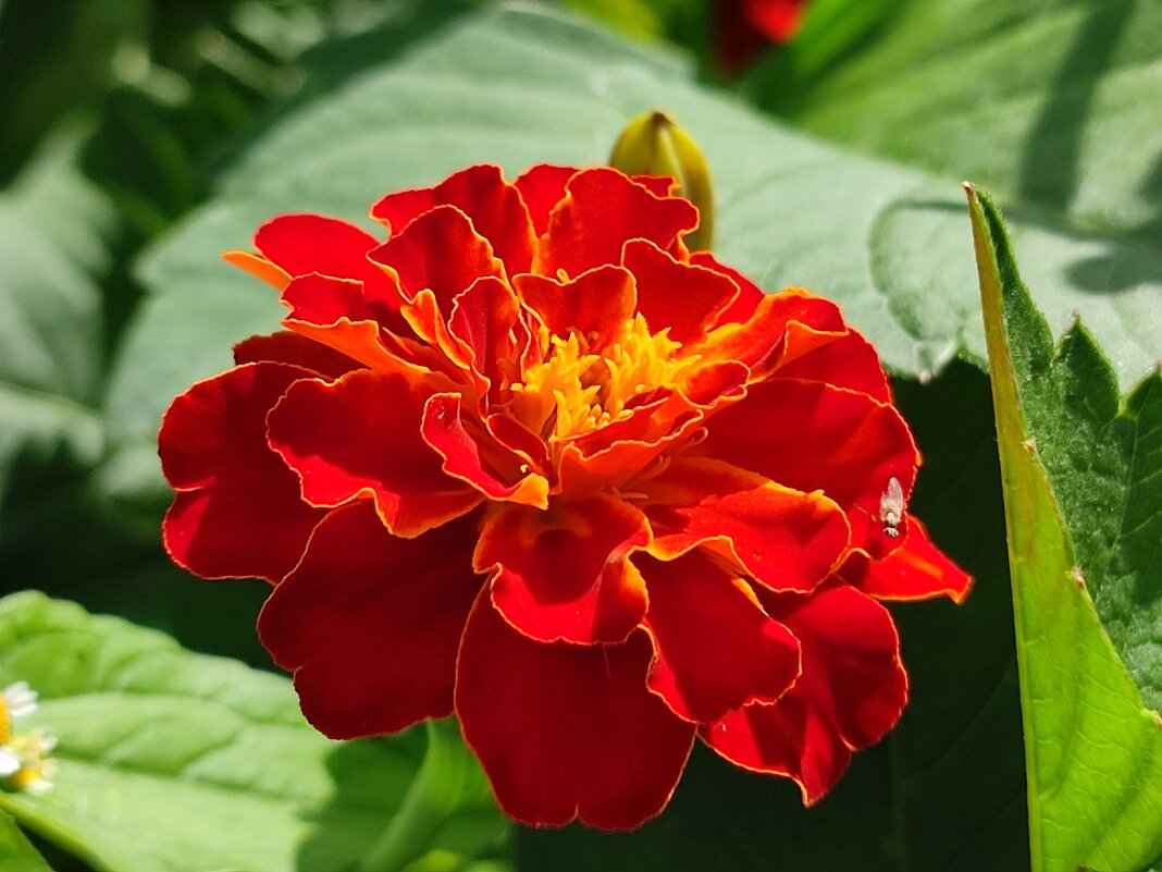 Цветочек - Валентина Богатко 