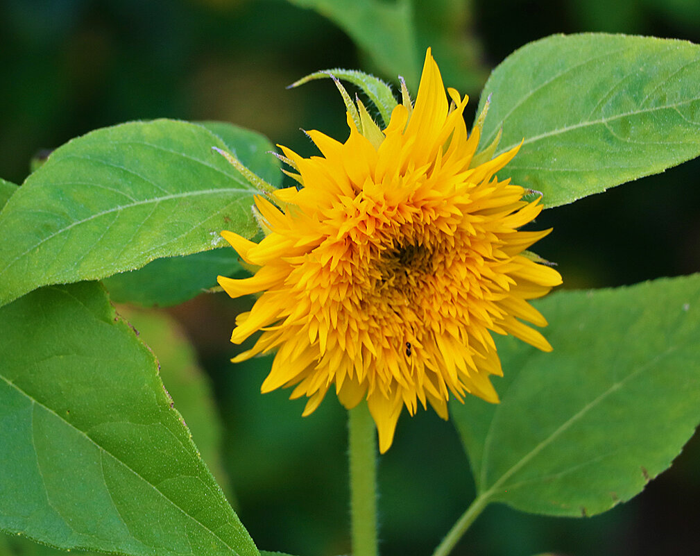 Солнышко - Светлана 