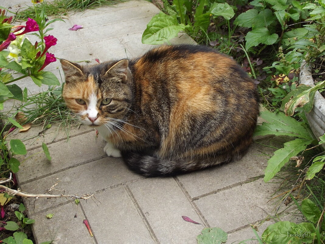 Фрося - Freddy 97