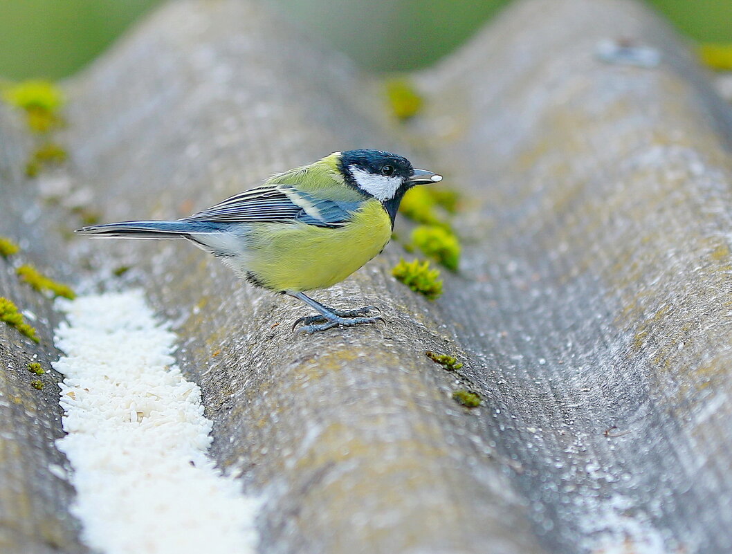 рисинка - Andrey Bragin 