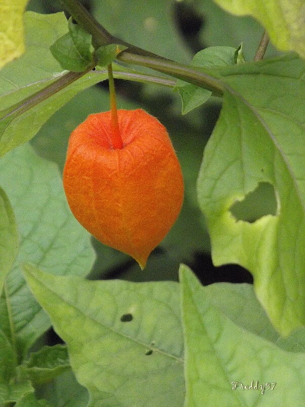 Физалис - Freddy 97