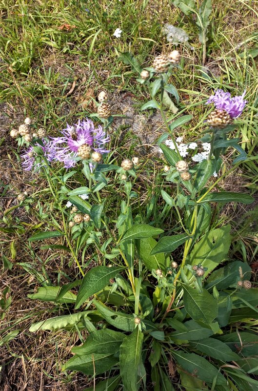 Уходит лето - Svetlana 