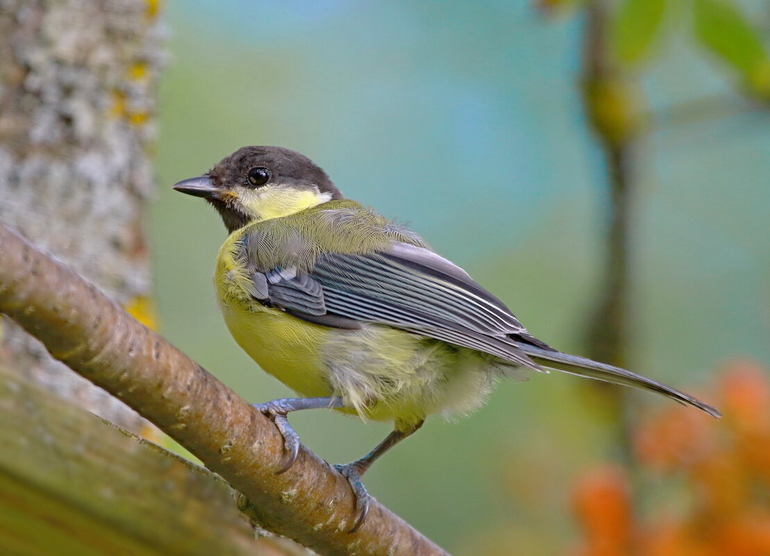 взрослеет синичка... - Andrey Bragin взрослеет синичка... - Andrey Bragin
