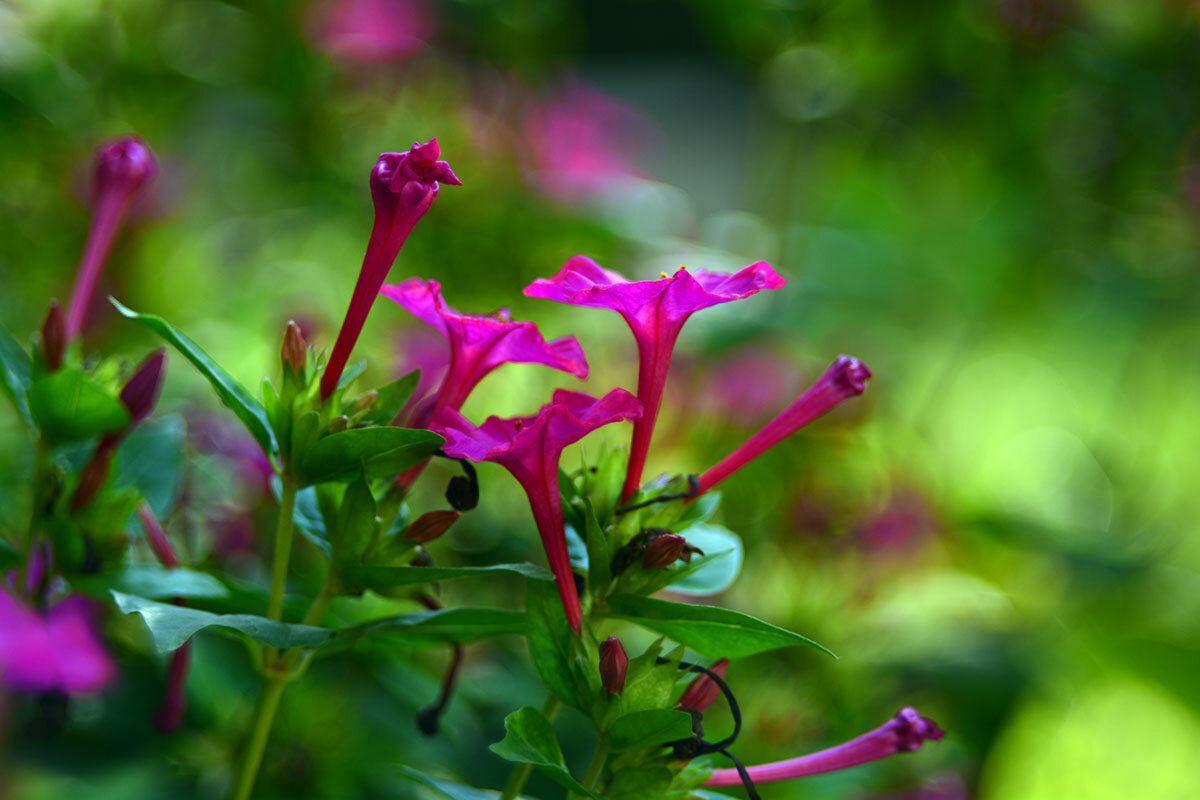 Мирабилис - ночная  красавица - Геннадий Супрун