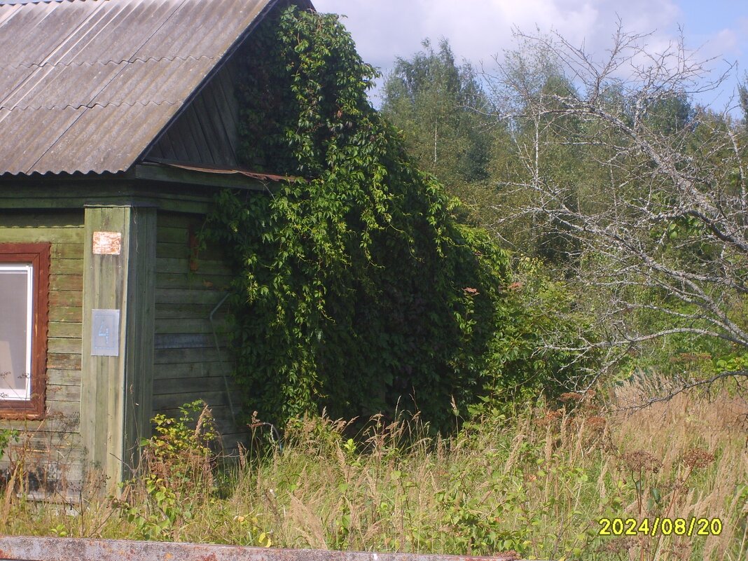 Заросший домик - fogmeadowww m