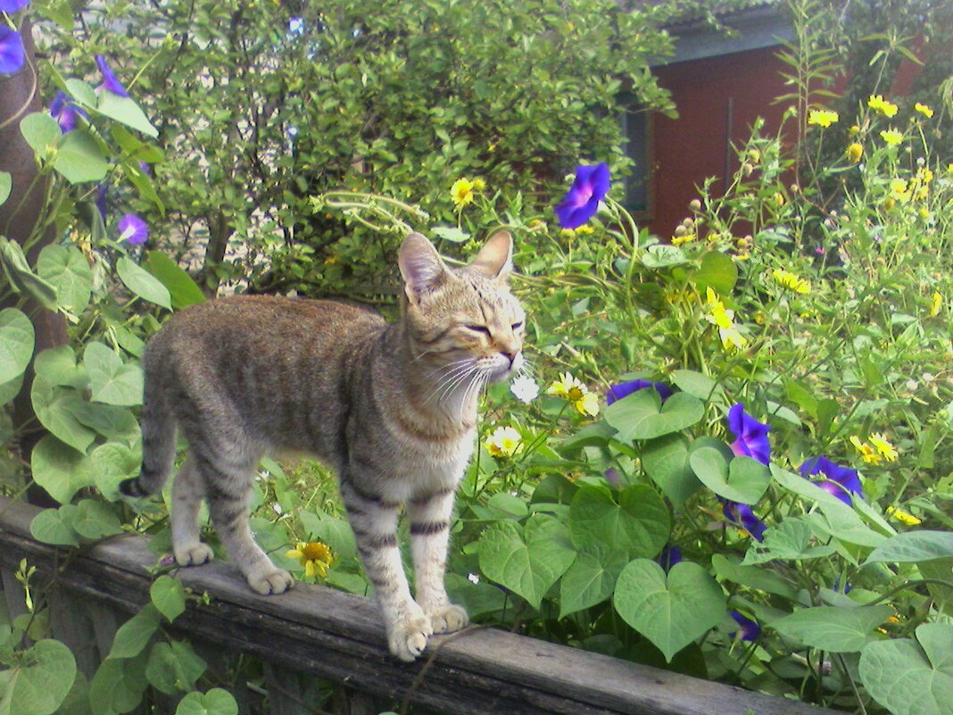 Котик Русик позирует :) - Наталья Котик Русик позирует :) - Наталья