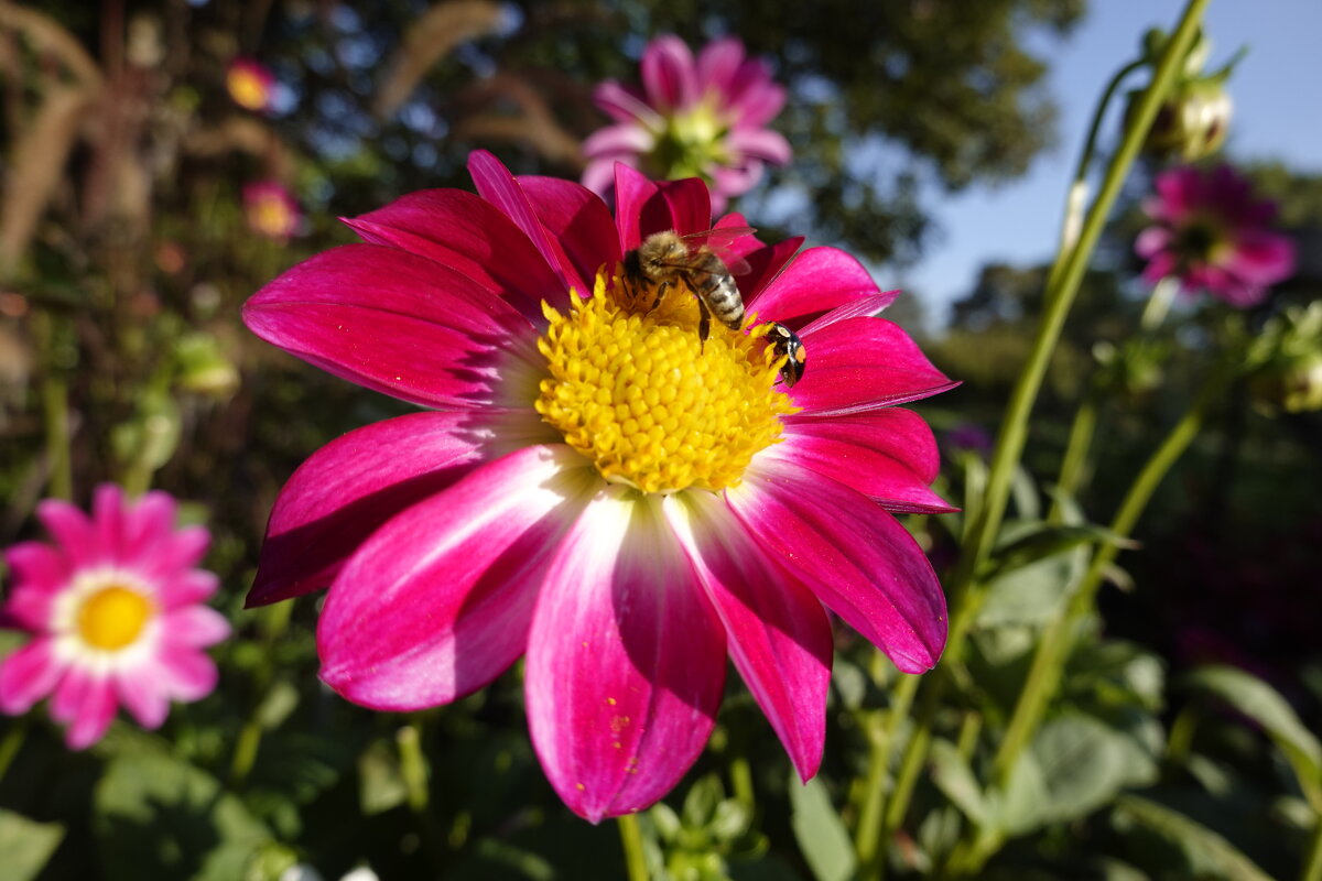 Как будто поздняя весна,  Сиял последний месяц лета.... - Галина 