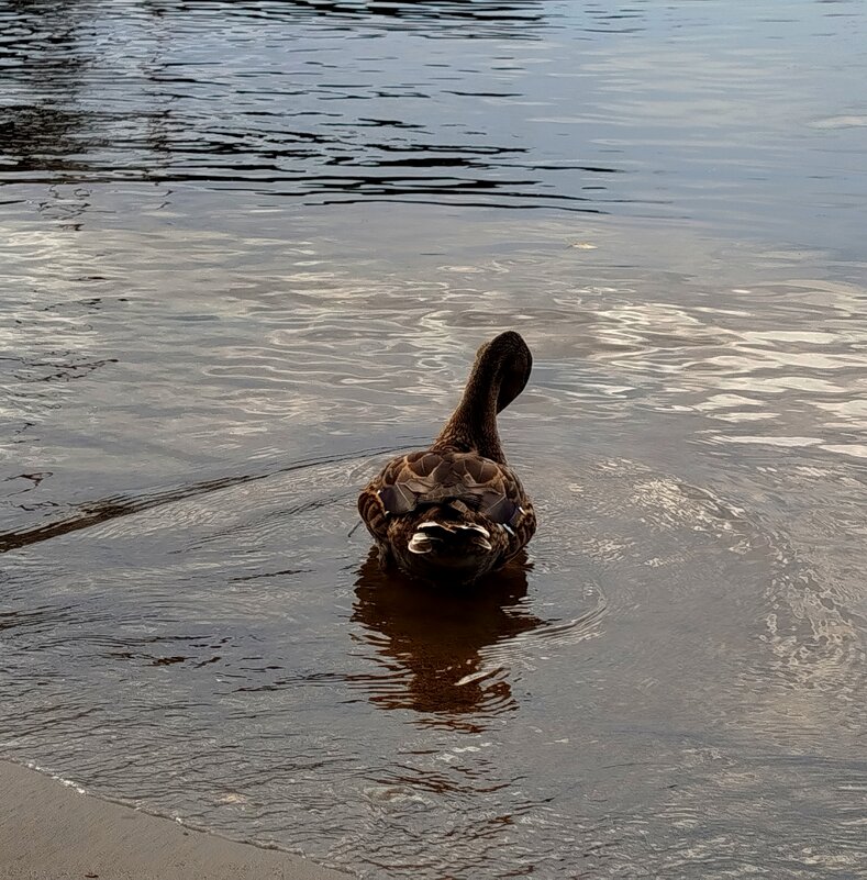 На берегу реки - светлана льдокова