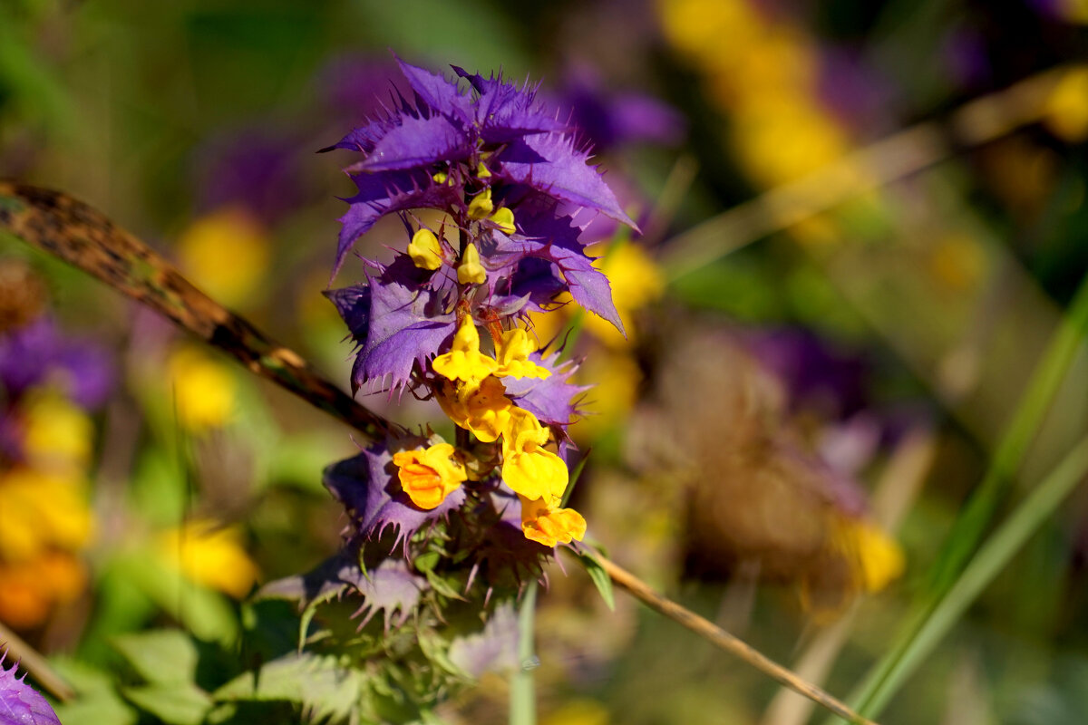 Природа конца лета 1 - Александр Прокудин