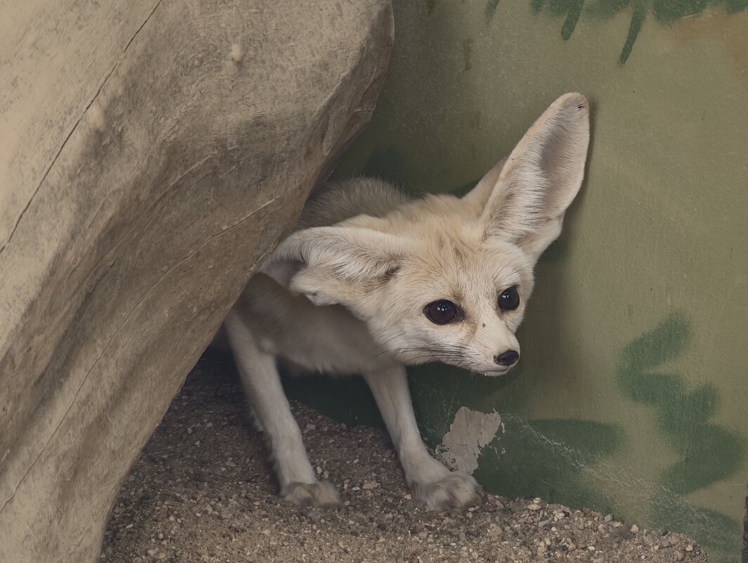 Фенек - <<< Наташа >>>