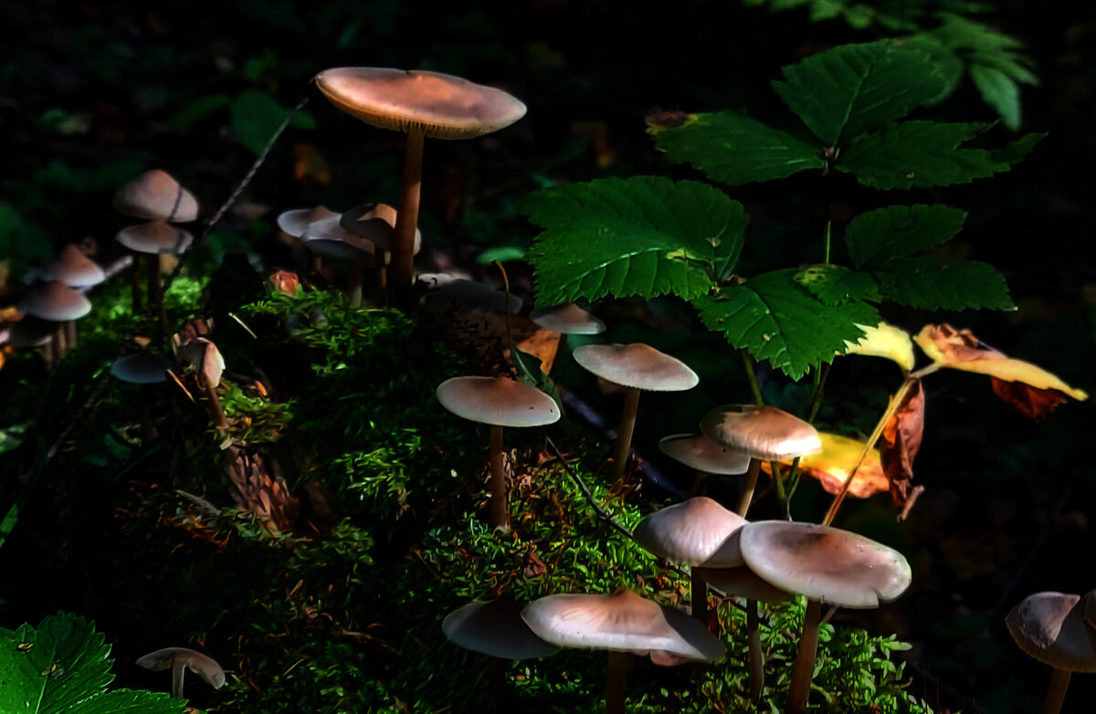 *** - Владимир Безбородов