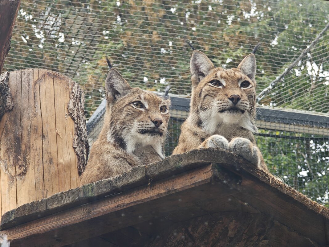 Рыси - <<< Наташа >>>