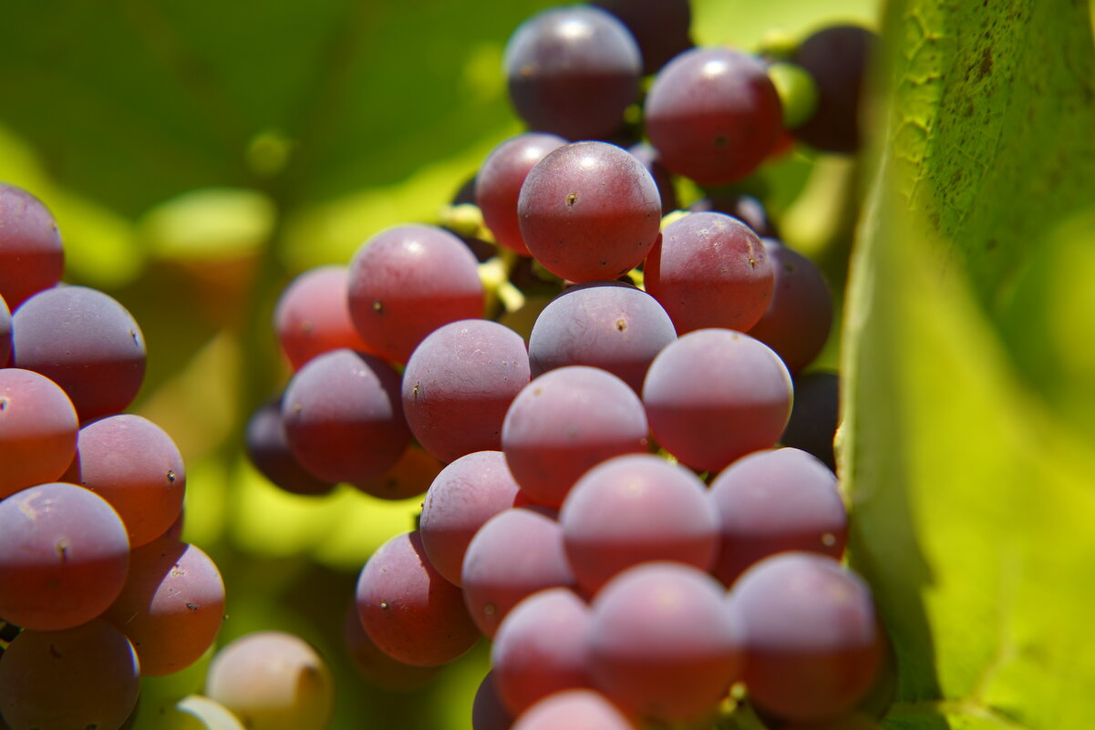 *** - Иван Литвинов