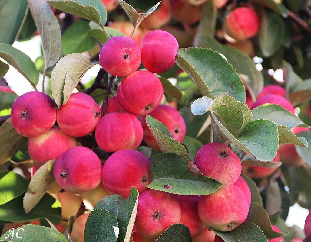 Урожай 2025 - Любовь Сахарова