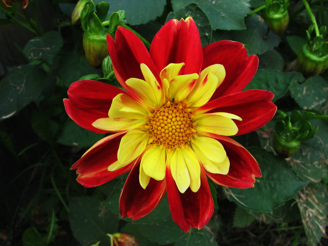 Во всей красе - Людмила Смородинская