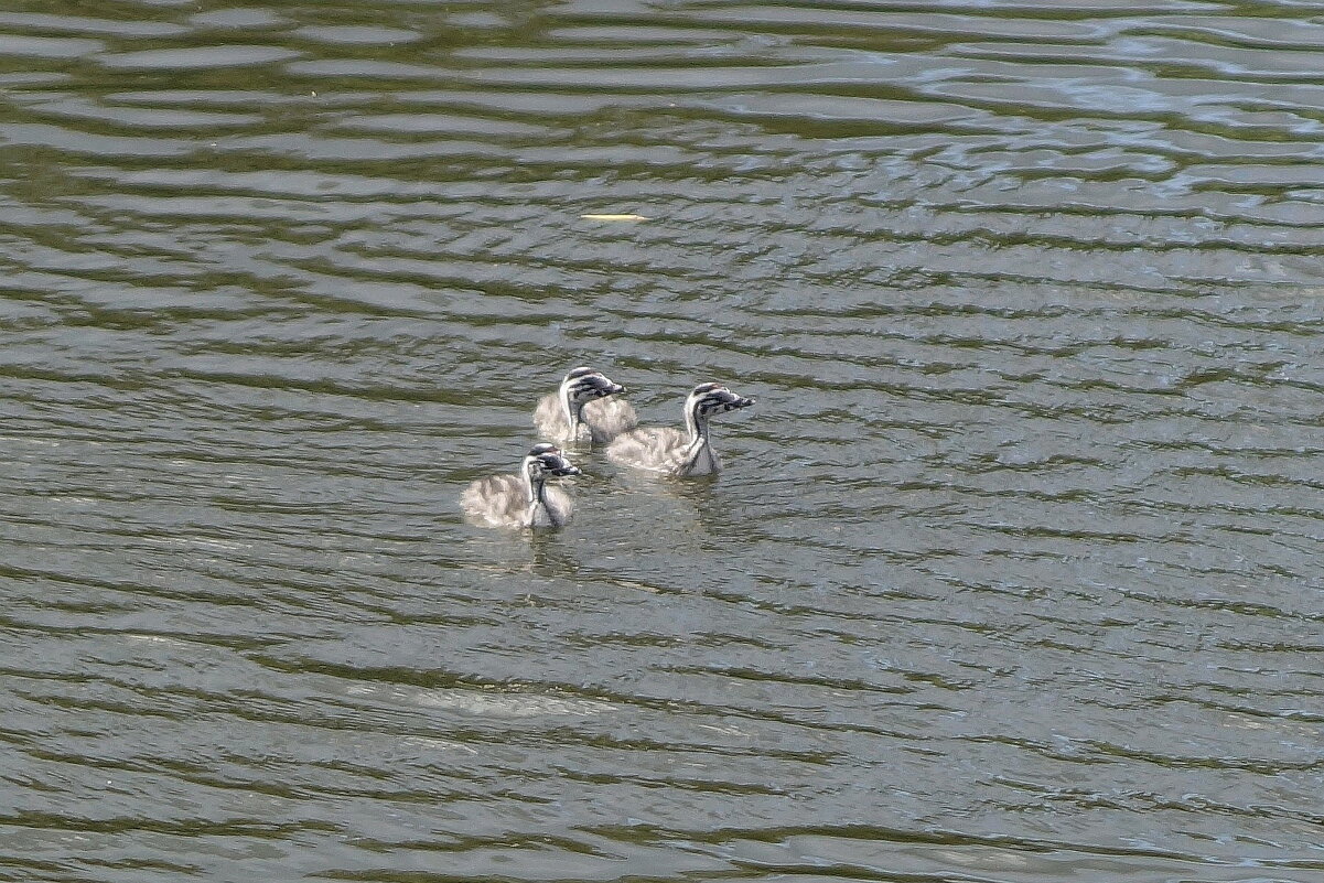 Чомга - птенцы - Рита Симонова