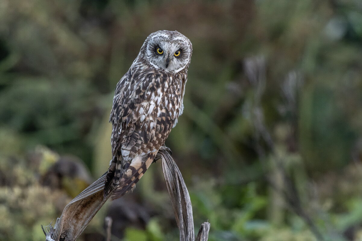 сова болотная - юрий макаров