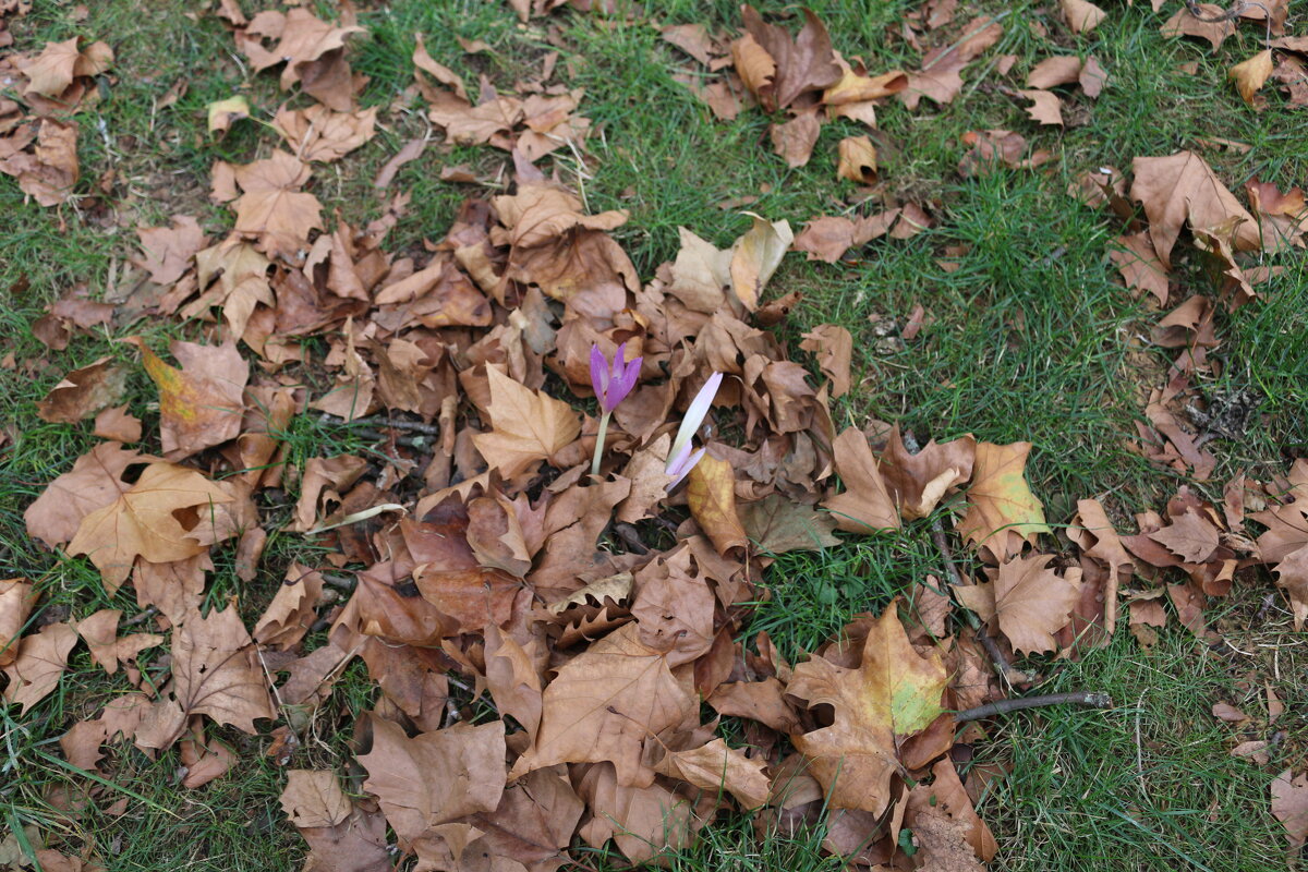 Осенний газон - Ольга Осенний газон - Ольга