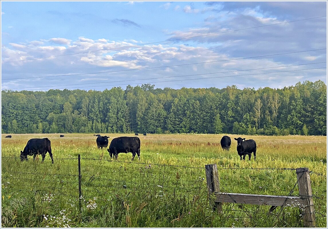Прогулка по области. - Валерия Комова
