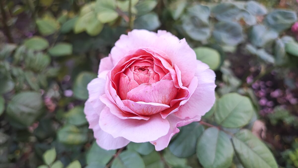 ,,, - Сергей Тимоновский