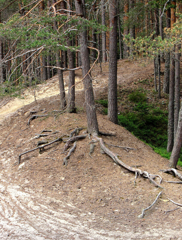 На сопках - Александр Ильчевский 