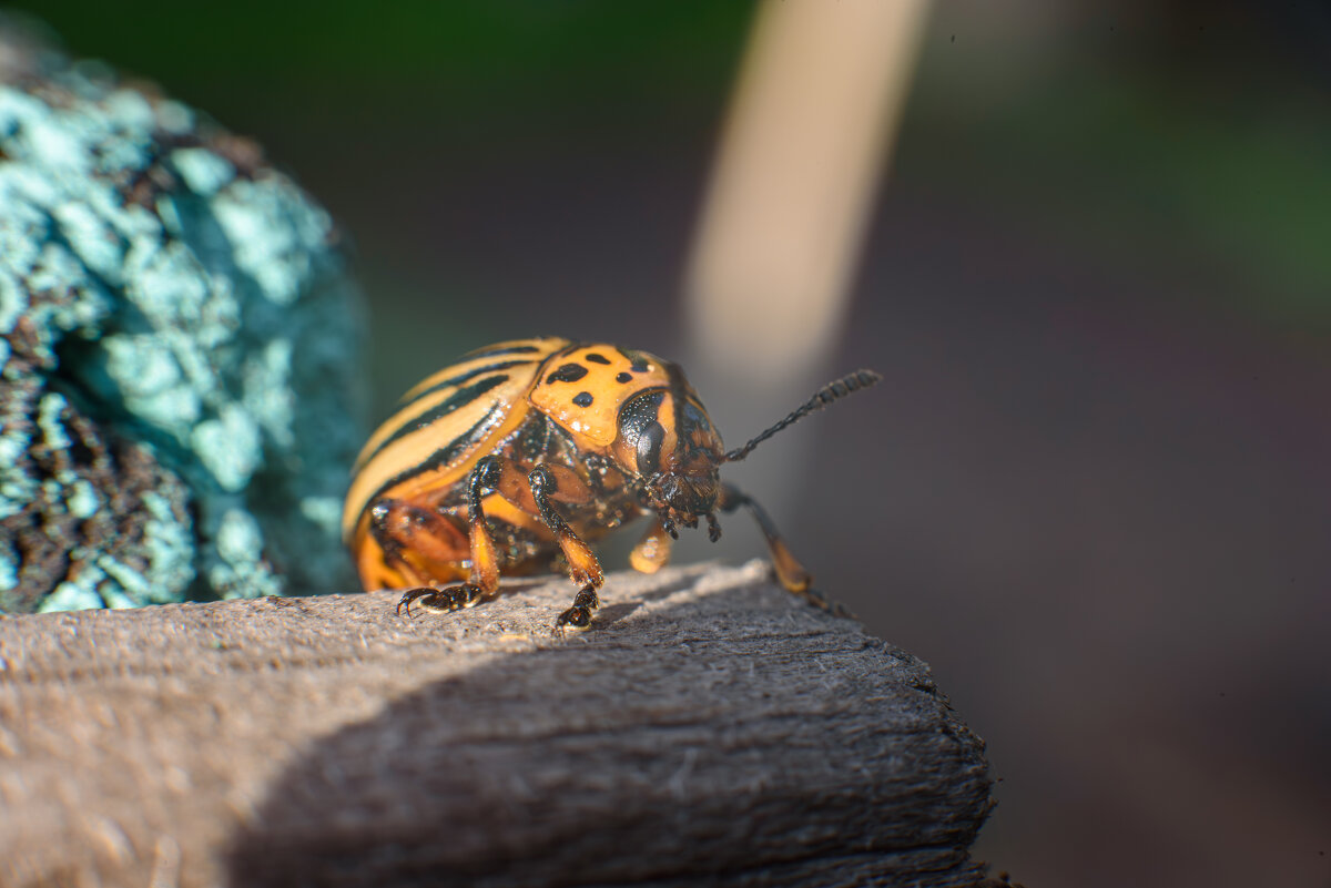 Гость из Колорадо - Михаил Соколов Гость из Колорадо - Михаил Соколов