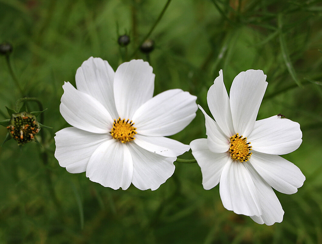 Сладкая космическая парочка - Светлана 