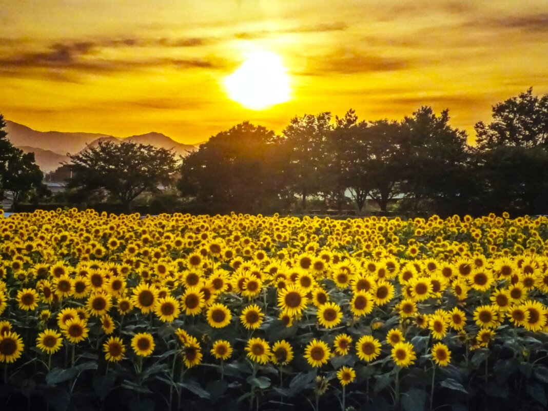 Картина японского фотографа - Aida10 