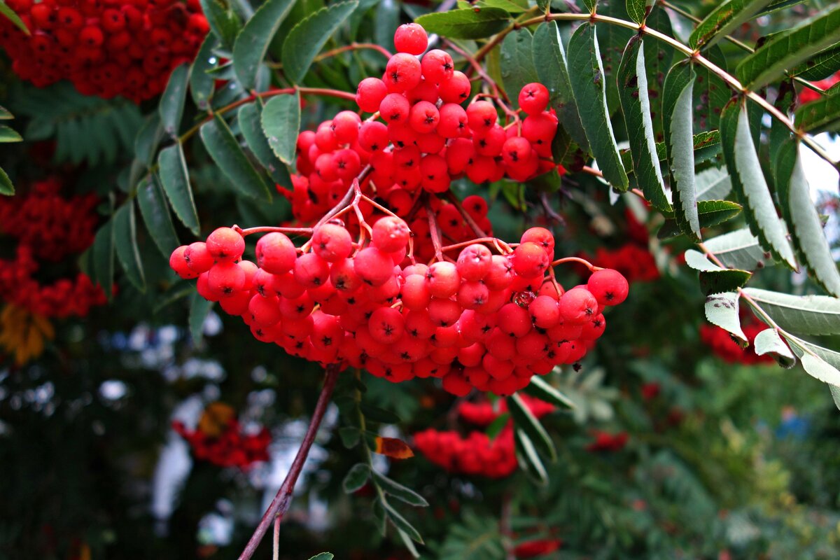 Лишь рябина горделива:  Наступил её черёд.... - Галина 