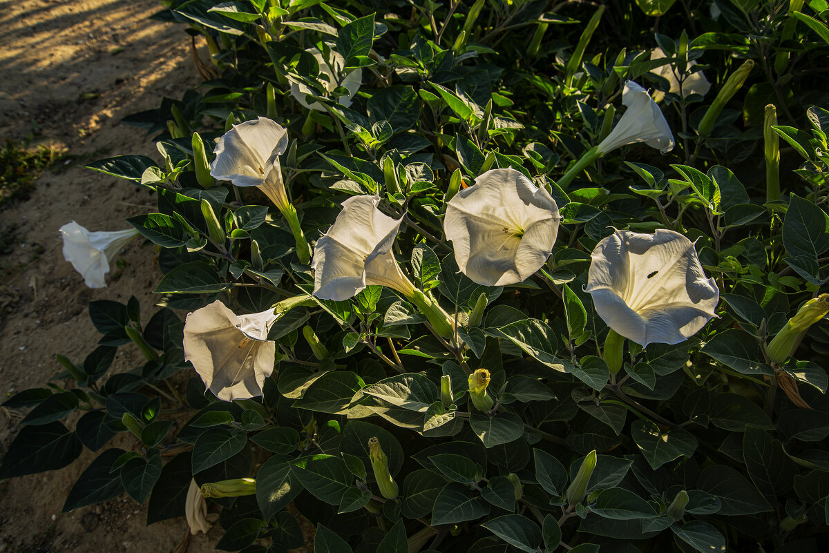 Белые - Анатолий Чикчирный Белые - Анатолий Чикчирный