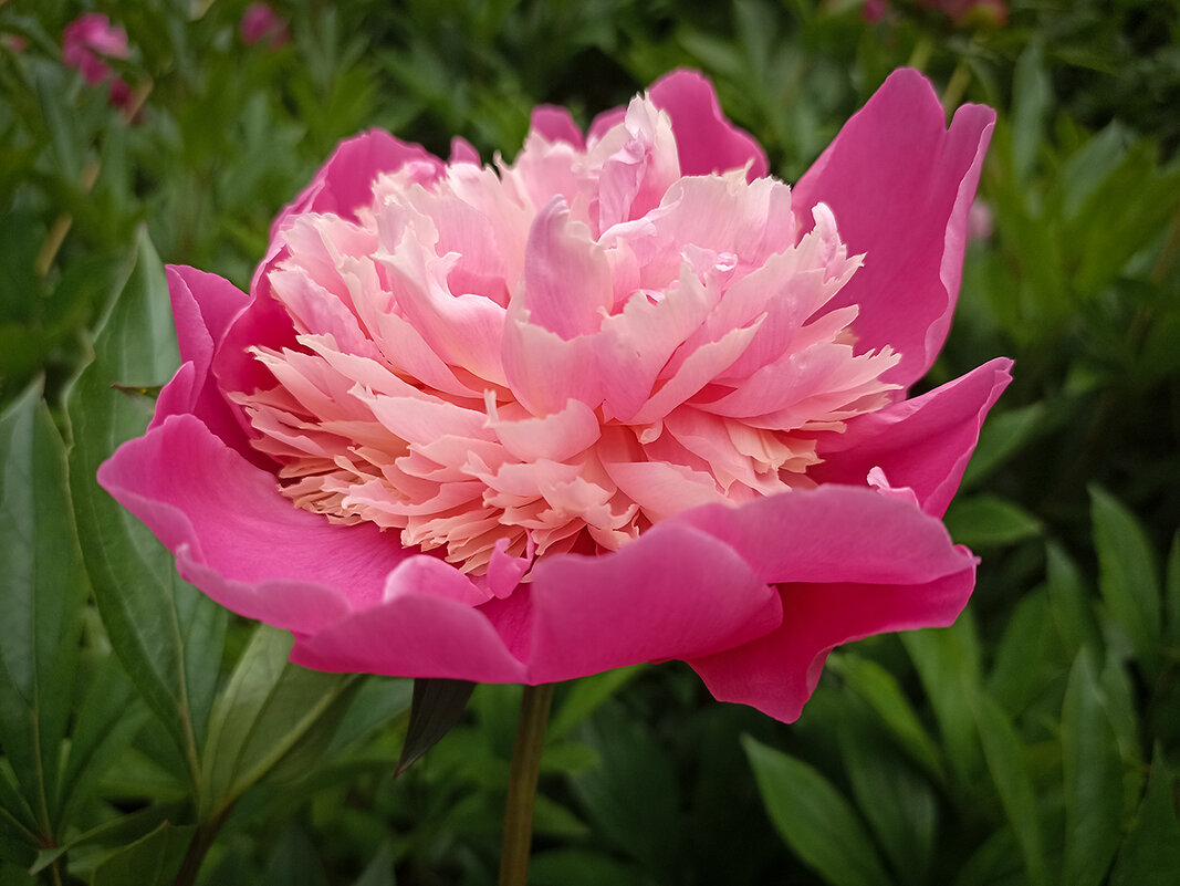 *** - Лилия * *** - Лилия *