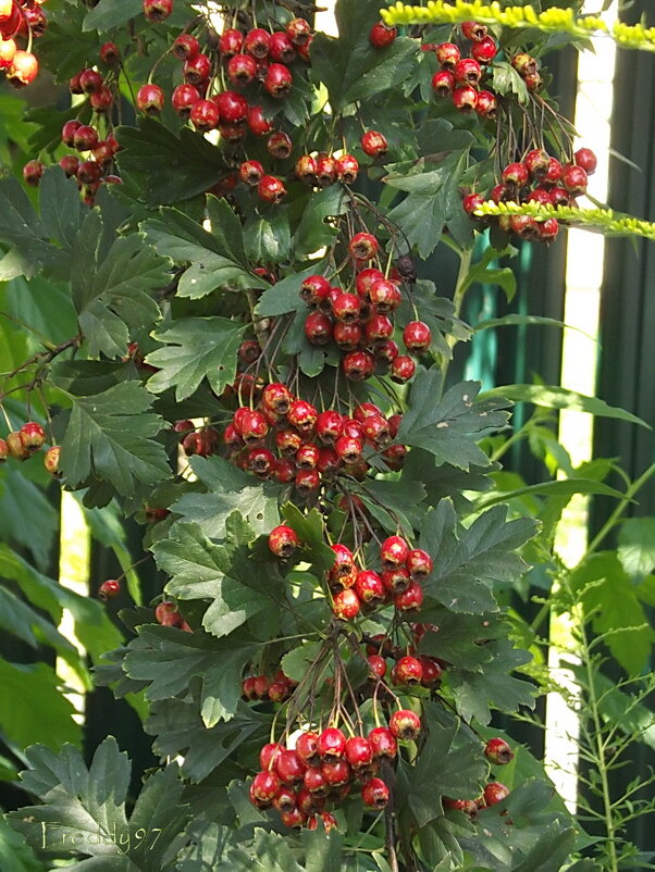 Боярышник - Freddy 97