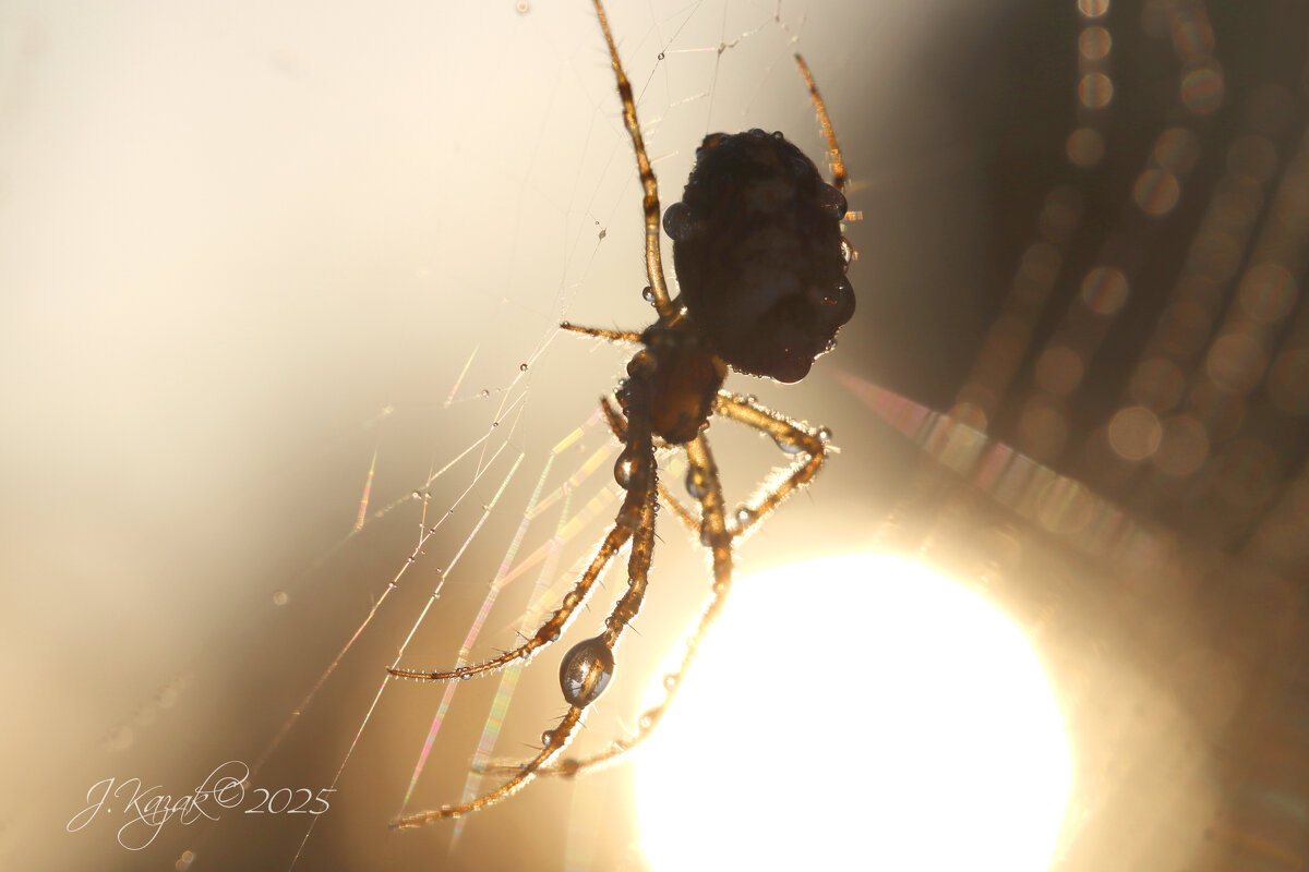 *** - Елена Kазак (selena1965)