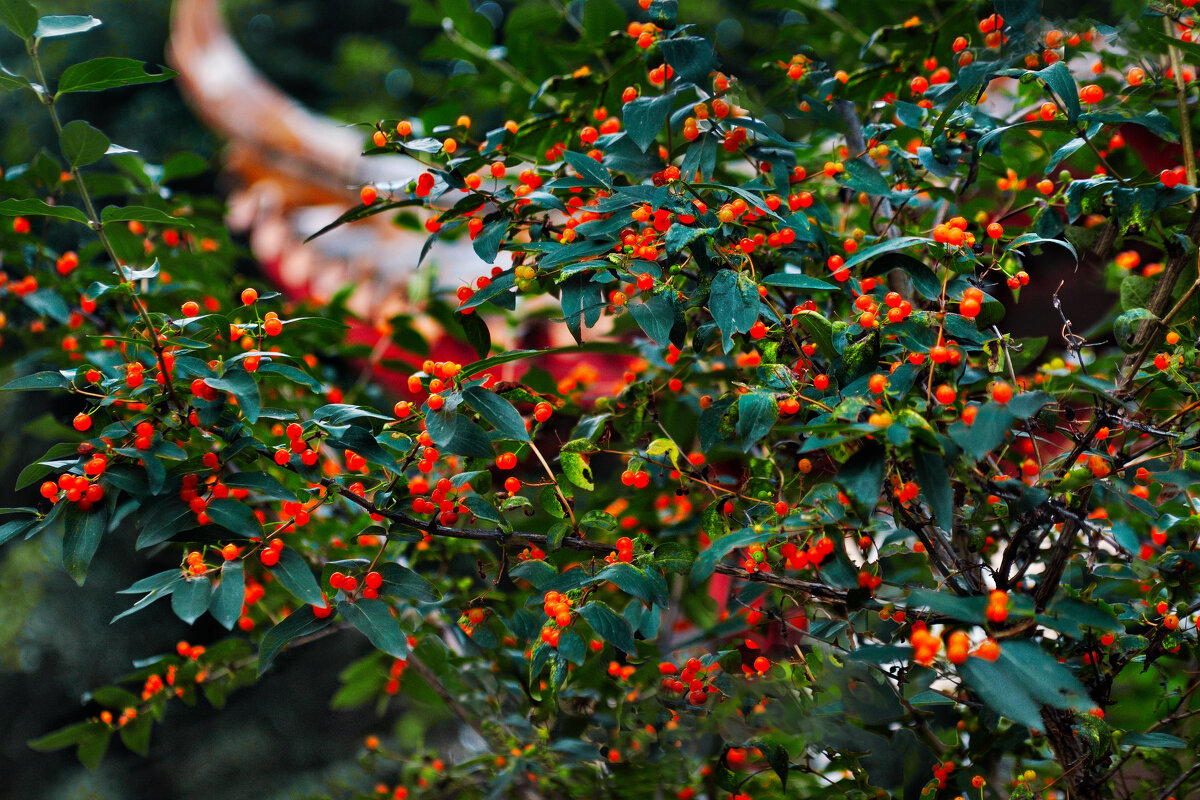 Память о летних днях. - Author 