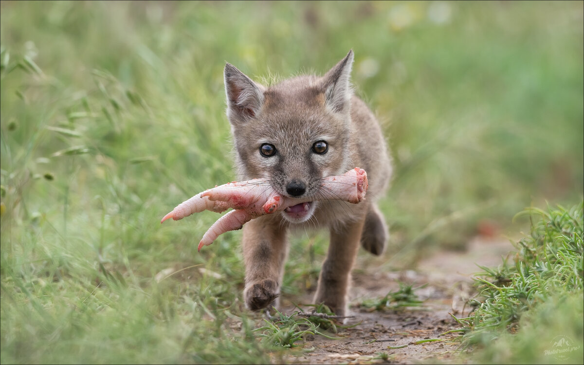 ЛЮДОЕД - Влад Соколовский