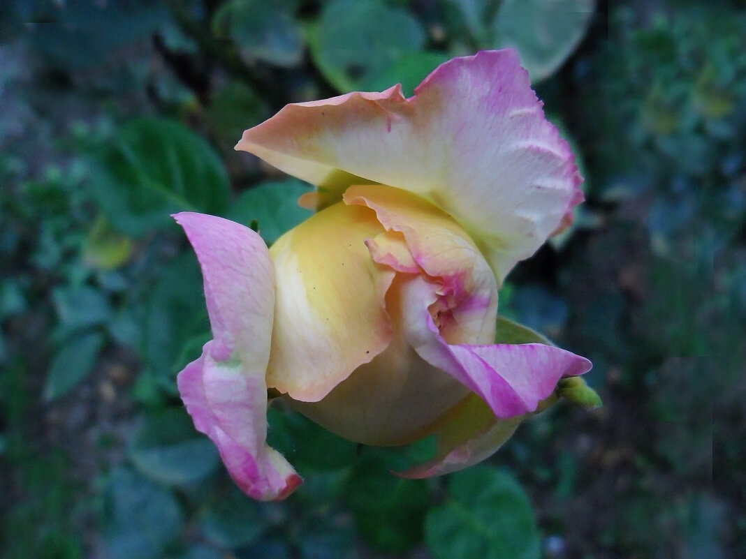 *** - Надежда Куркина 