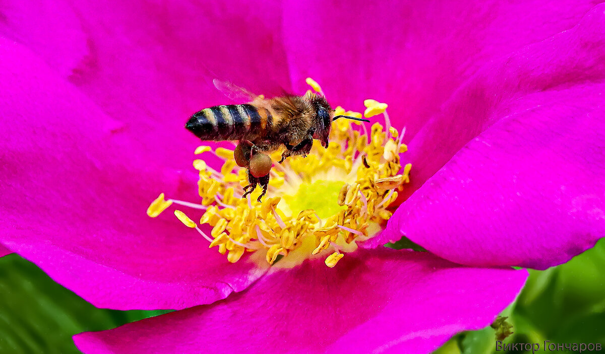 гость цветка - Laryan1 