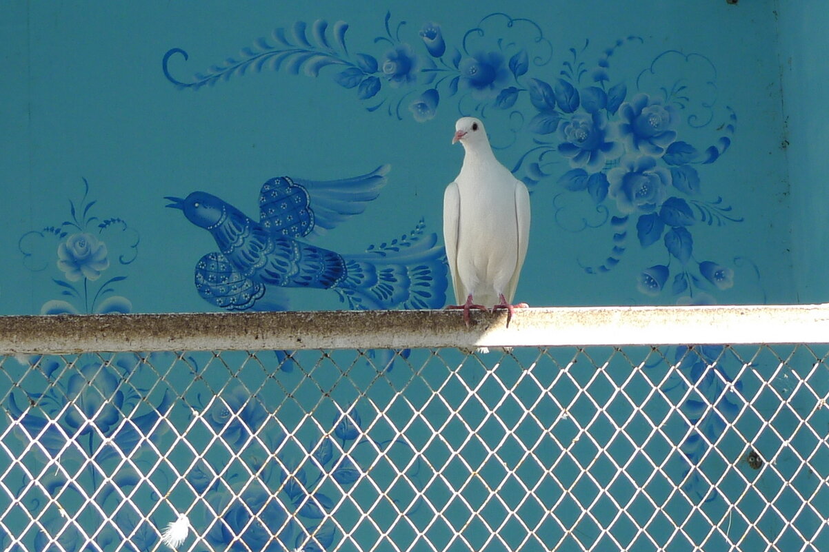 Символ мира - Сергей Швечков