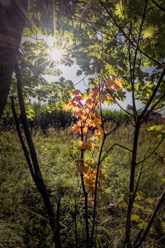 Клён - sorovey Sol