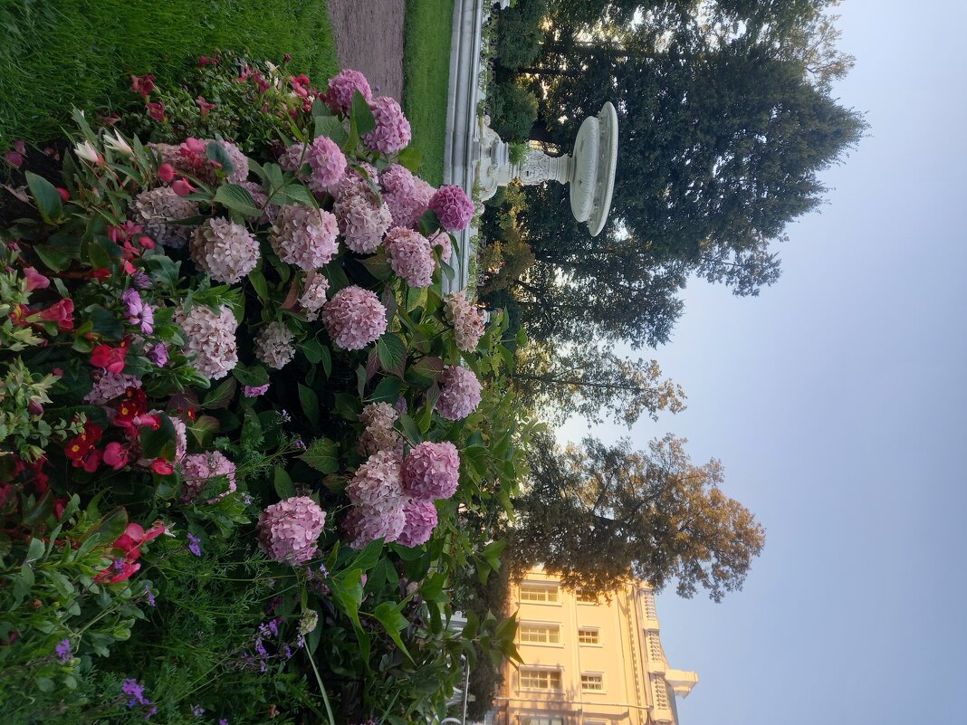 Гортензия - Сапсан 