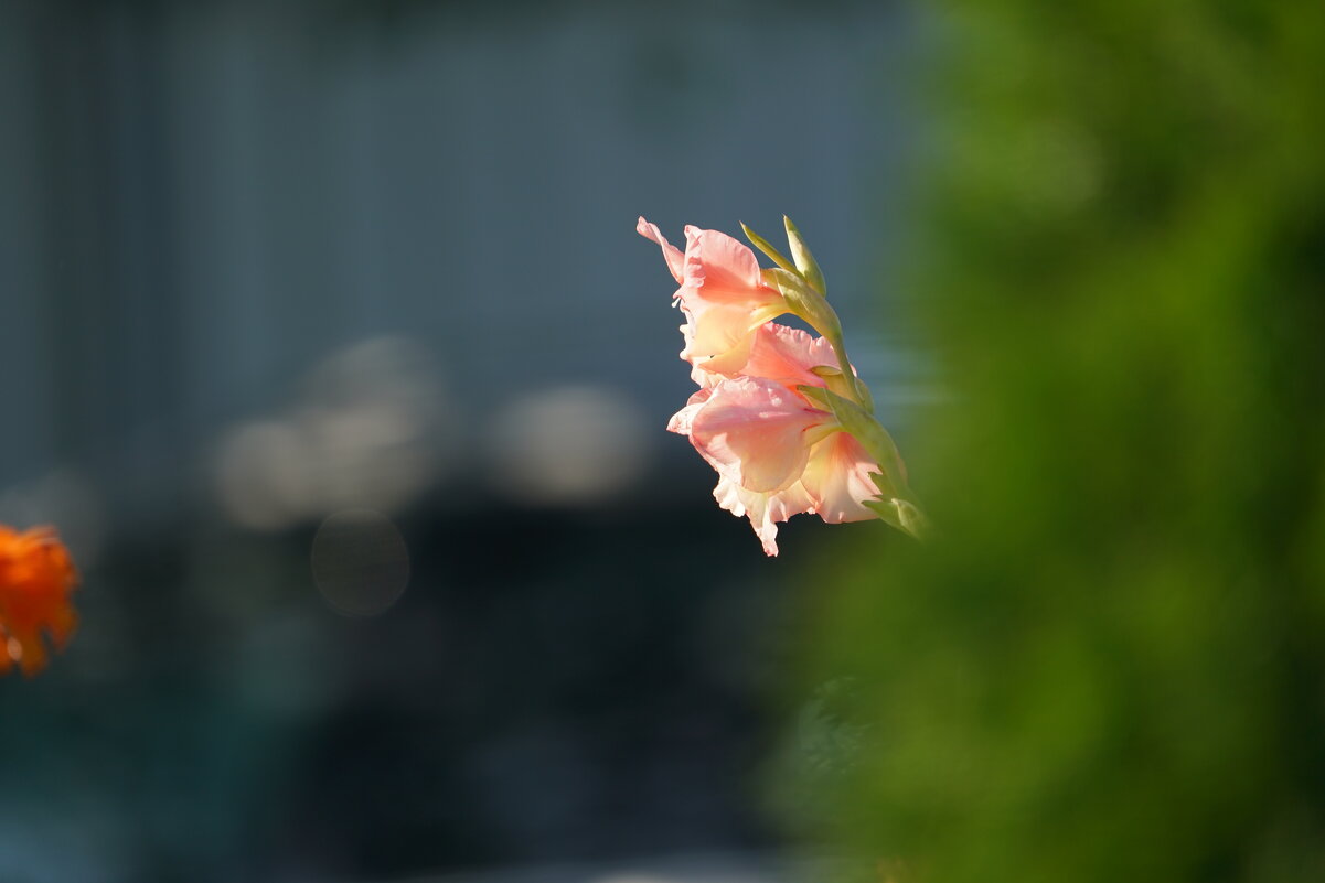 *** - Иван Литвинов