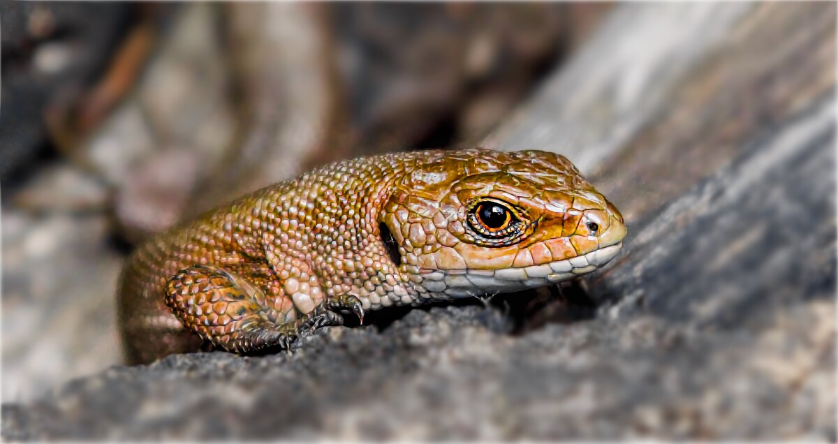 *** - Олег Алексеев